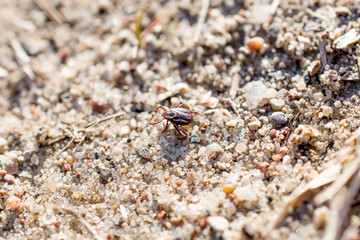 The mite sits on a ground. Insect, dangerous parasite and a carrier of infections.