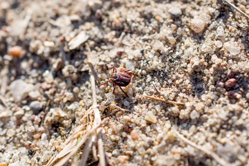 The mite sits on a ground. Insect, dangerous parasite and a carrier of infections.