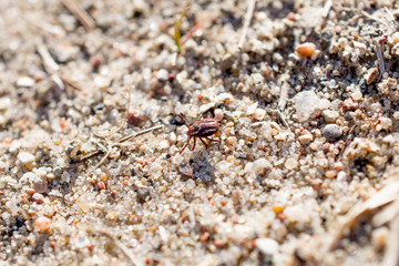 The mite sits on a ground. Insect, dangerous parasite and a carrier of infections.
