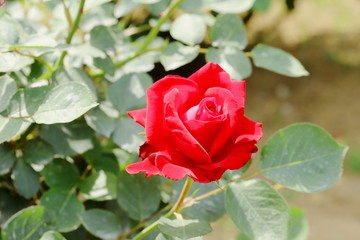 日本の植物園に咲く赤いバラ