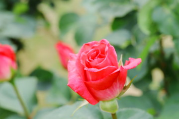 日本の植物園に咲く赤いバラ