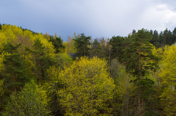 forest in early spring