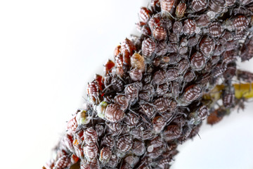 aphid on a plant in garden - macro photography
