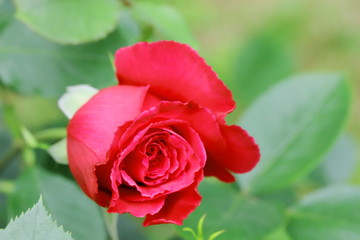 日本の植物園に咲く赤いバラ