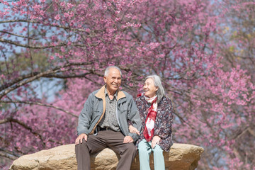 Happy old couple smiling in a park.mature couple with cherry blossom sakura tree.seniors lover family and healthcare concept.