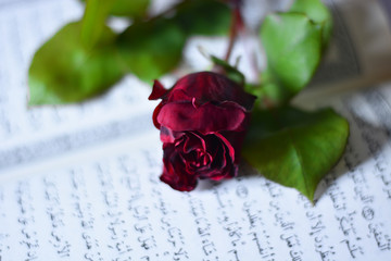a red rose symbol of love on the holy book for Islam