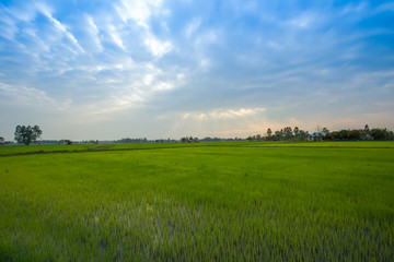Thailand, Nan Province, Agricultural Field, Asia, Farm