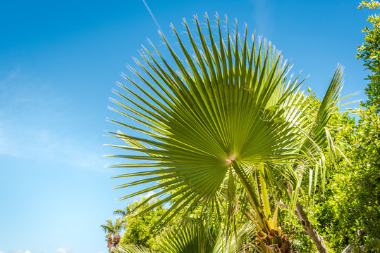 Palm leaf and the blue sky