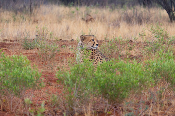Cheetah checking his district