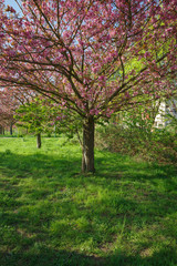 Japanese cherry blossom trees in full bloom