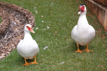 Casal de Patos