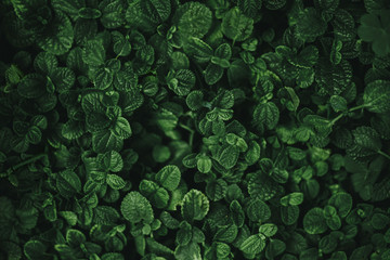 Emerald green mint plant background with faded shadows. Abstract nature background.