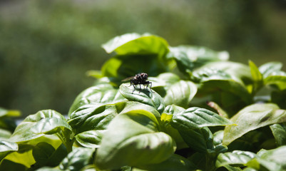 Fliege sitzt auf Basilikum Blatt