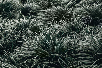 Naklejka na ściany i meble Closeup of Ophiopogon japonicus. Abstract nature grass background with mute colors. Unsaturated, dark nature background.