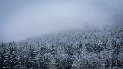 Hillside of Evergreen Trees on a Cold, Snowy Day in the Pacific Northwest