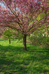 Fototapeta na wymiar Japanese cherry blossom trees in full bloom