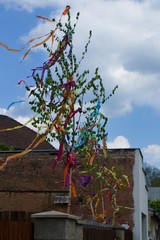 TYPICAL CZECH TRADITIONAL Maypole - young birch with colorful ribbons.Maypole is being built on the...