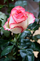 The rose grows in a garden. A beautiful decorative flower with petals of pink color