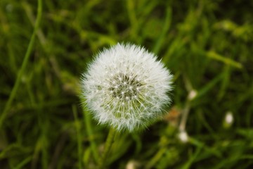 One faded dandelion isolated in green grass.One  faded dandelion on a meadow in summer.A dandelion flower head composed of numerous small florets