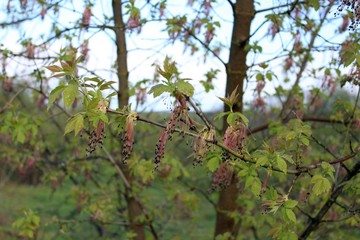 green leaves of a tree in spring with drops after rain