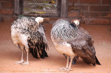 Casal de Pavão Pequeno