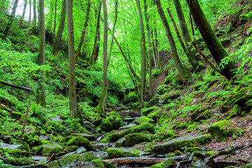 Gorge with waterfall in the forest
