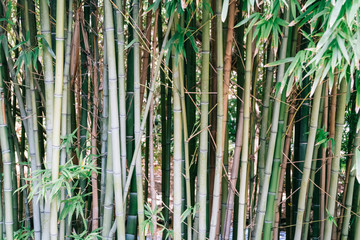 Bamboo Forest In Lisbon, Portugal
