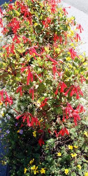 Busch mit roten Blüten