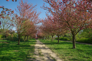 japanese cherry blossom trees in full bloom