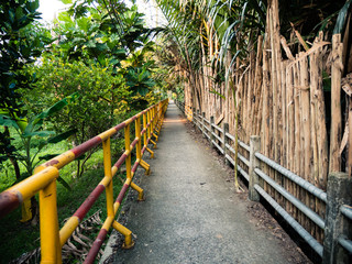 Pathway to Bangkok Tree House