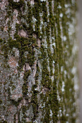 spring city park.  birch covered with spring green foliage