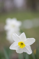 spring flowers.  beautiful white blossoming in a flower bed in a city park