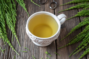A cup of horsetail tea with fresh Equisetum arvense plant