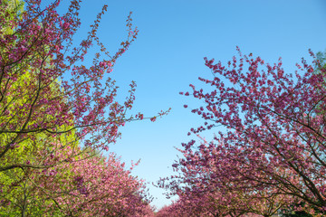 japanese cherry blossom trees in full bloom
