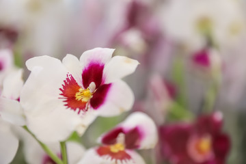 Fototapeta na wymiar Beautiful blooming tropical orchid on blurred background, closeup. Space for text