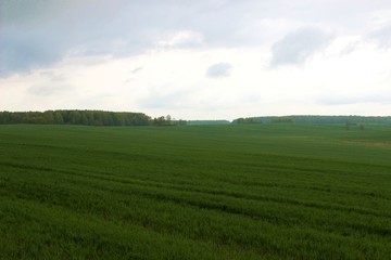 landscape with green field and blue sky