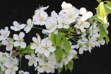 Beautiful blooming white big flowers tree branch on black background