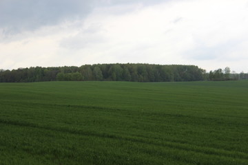 landscape with green field and blue sky