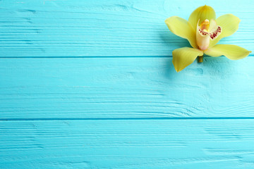 Beautiful tropical orchid flower on blue wooden background, top view. Space for text