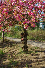 japanese cherry blossom trees in full bloom