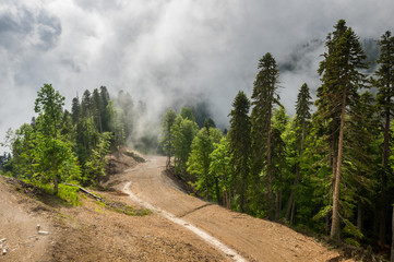 View of the forest