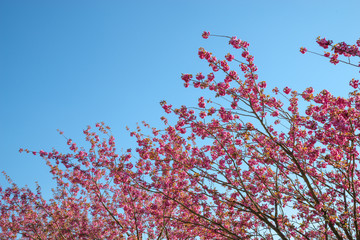 japanese cherry blossom trees in full bloom