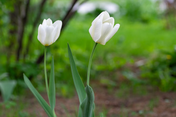 White tulips on a background of green grass in the park