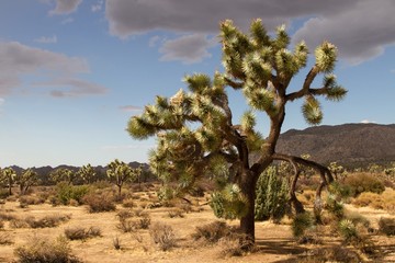 Joshua Tree NP 35
