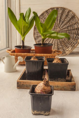 Bulbs Eucomis bicolor  in  a pot. selective focus