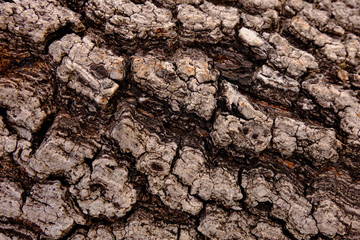 Bark texture background, Wood texture background, Rough surface