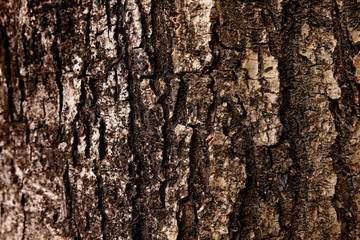 Bark texture background, Wood texture background, Rough surface