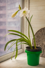 Blooming white hippeastrum (amaryllis) on a winter window