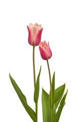 Pink tulips Triumph Group 