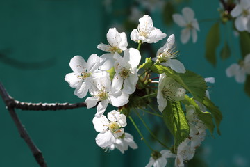 beautiful cherry blossom petals illuminated by the sun on a happy spring day on a turquoise background